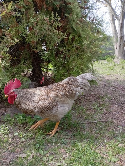 Молодий півень Домінант блакитний недорого