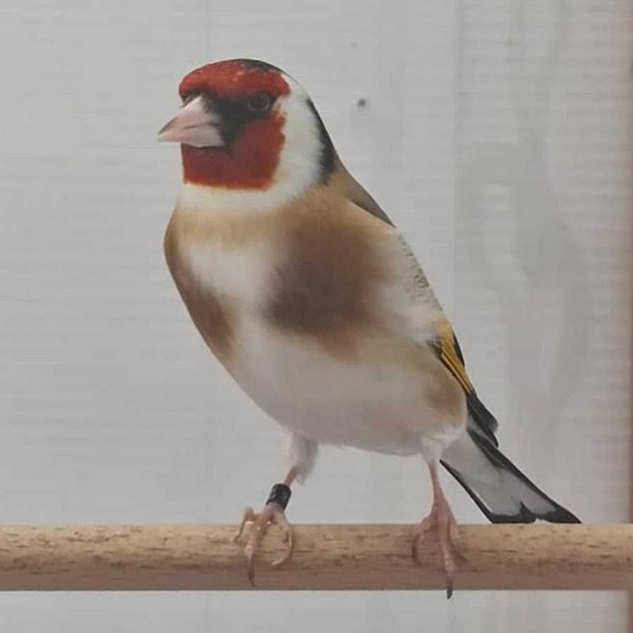 Vendo pintassilgos anilhados