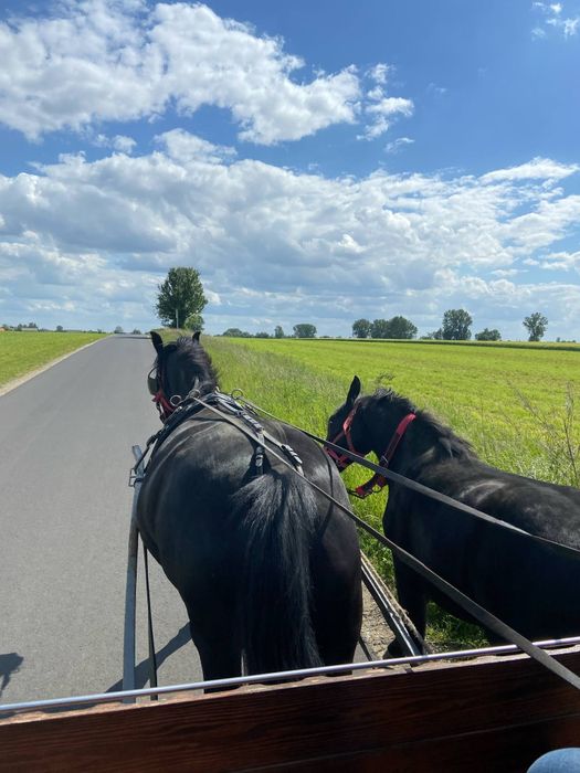 Sprzedam klaczkę Śląska