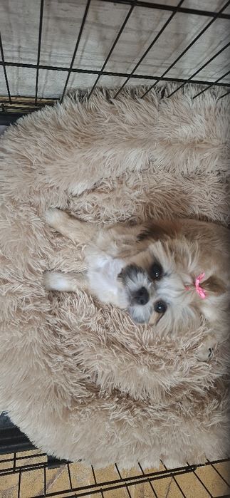 Sprzedam szczeniaka shih tzu