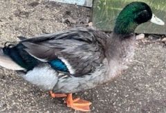 Kaczki Staropolskie tegoroczne