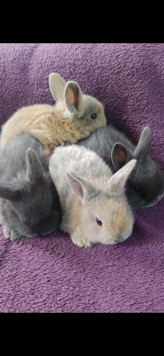 Декоративні кролики