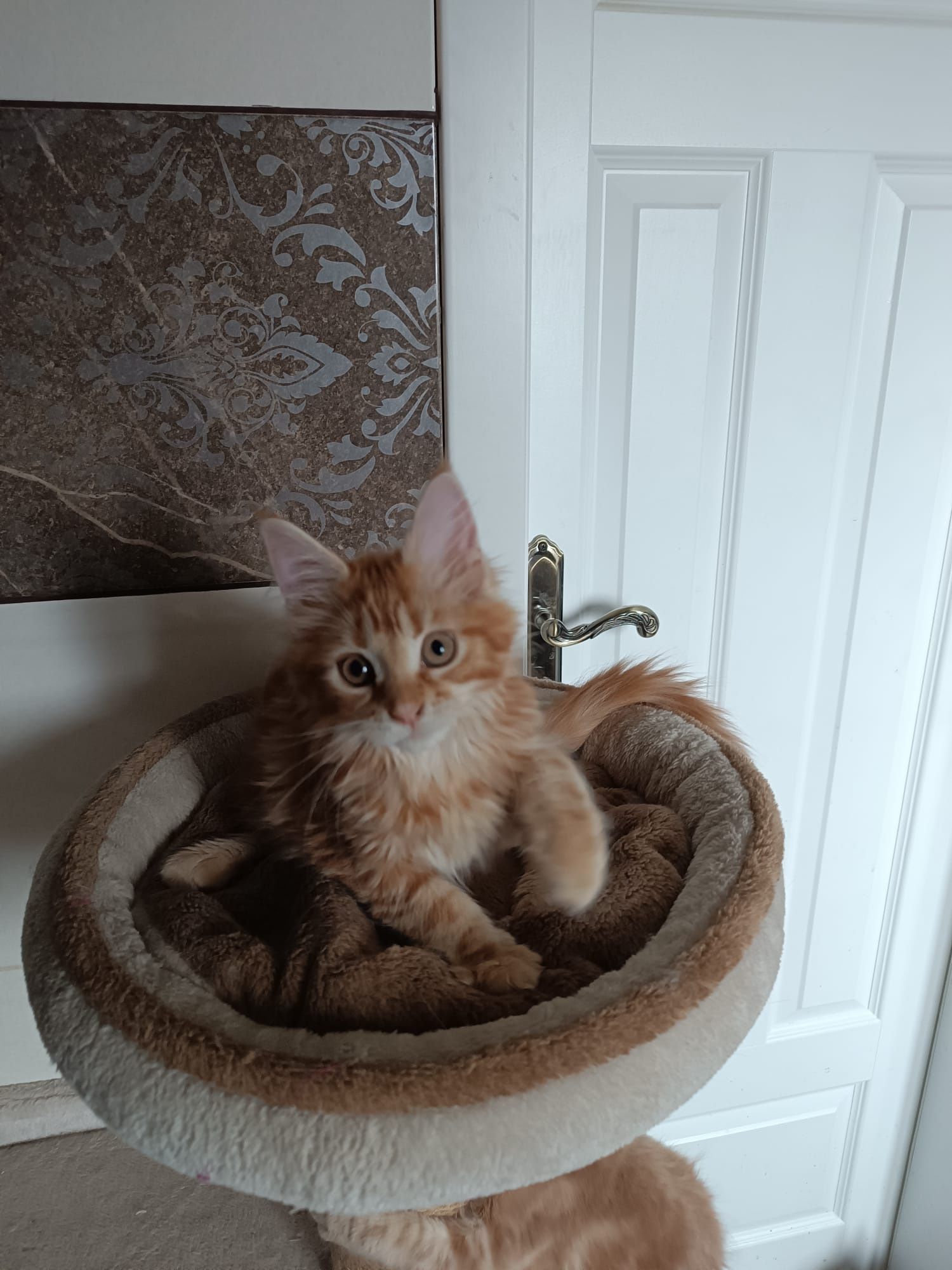 Maine coon FPL.Koteczka,,kot rasowy GOTOWA DO ODBIORU