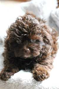 Słodki Maltipoo F1B Chłopak Czekoladowy Choco Pudel + Maltipoo