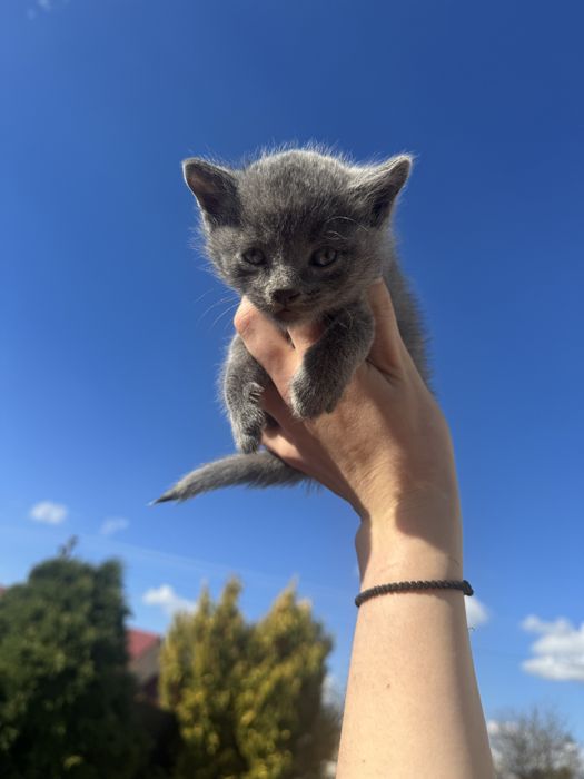 шукають хорошу сім'ю