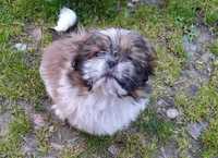 Szczeniak Piesek Shih Tzu