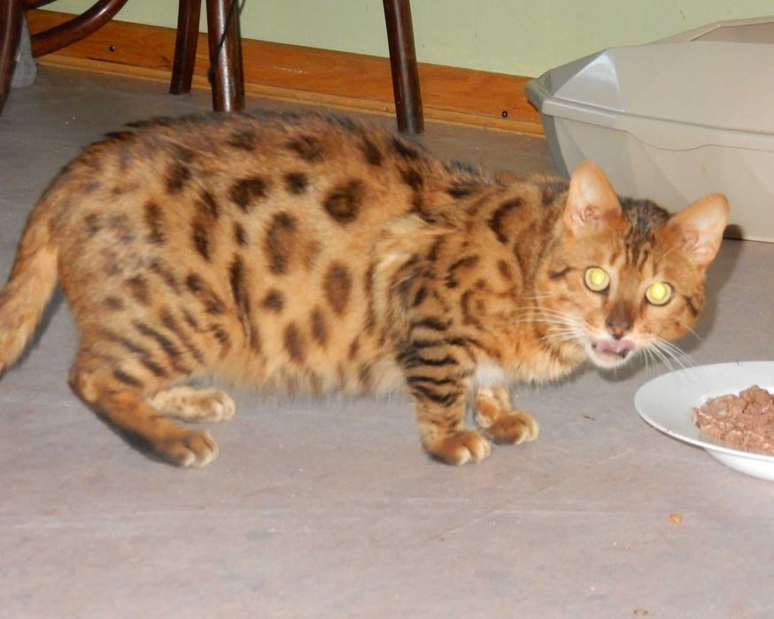 Kot Bengalski grzecznościowo aktualne - porzucony