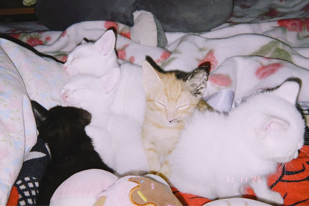 gatinhos para adoção