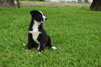 Border Collie macho