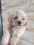 Maltipoo. Chlopczyk Mambo.