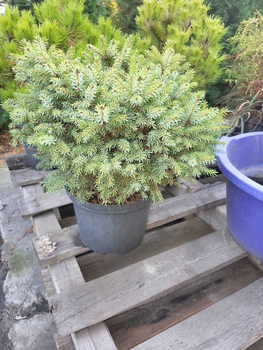 Туя Смарагд.Ялівець БлюАроу.Кора Соснова,Магнолії,Ялинки, Сосни,Піхти.