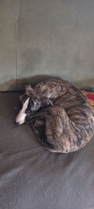 Whippet dziewczynka
