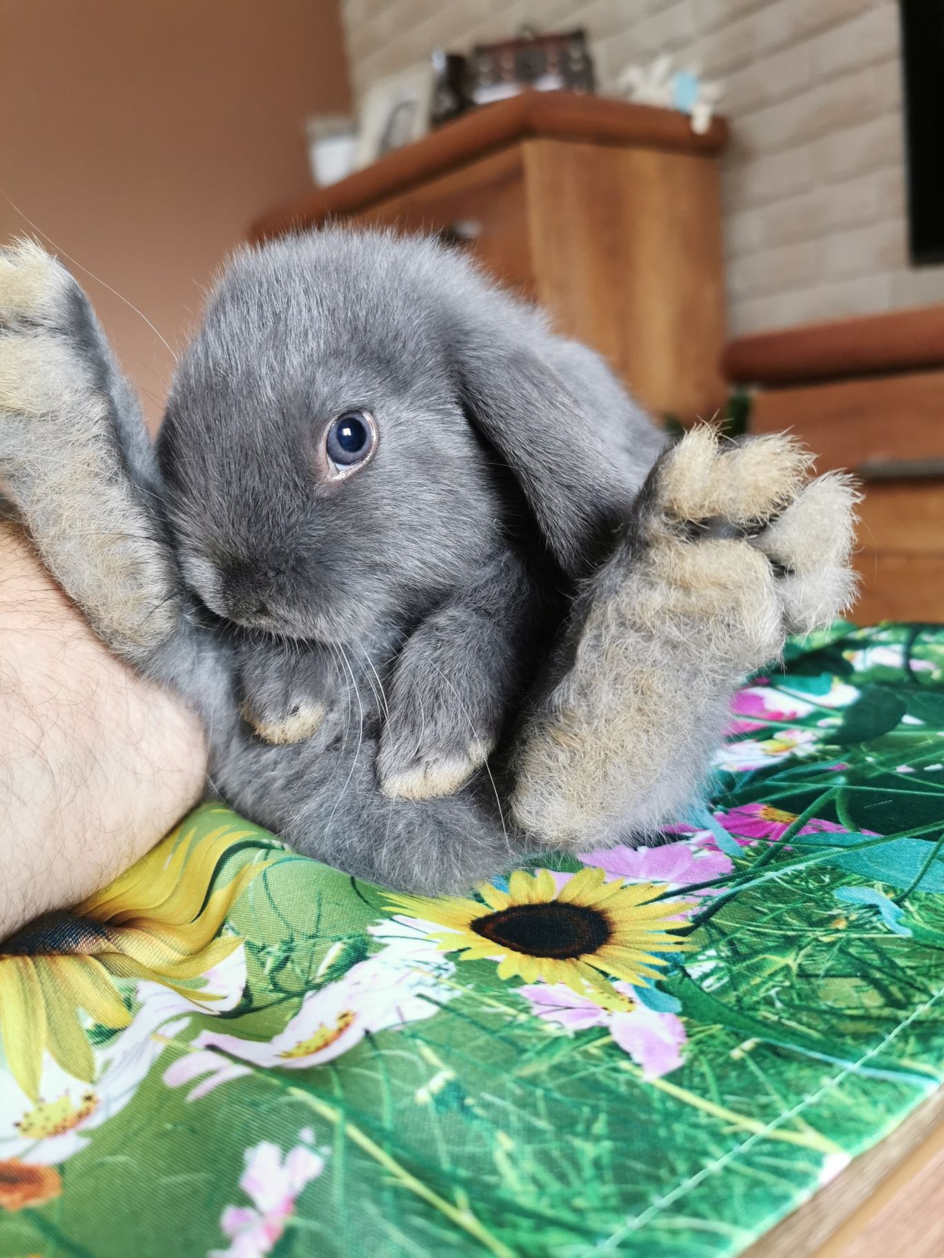 Mini lop.Baranek niebieski. Króliczki miniaturowe.