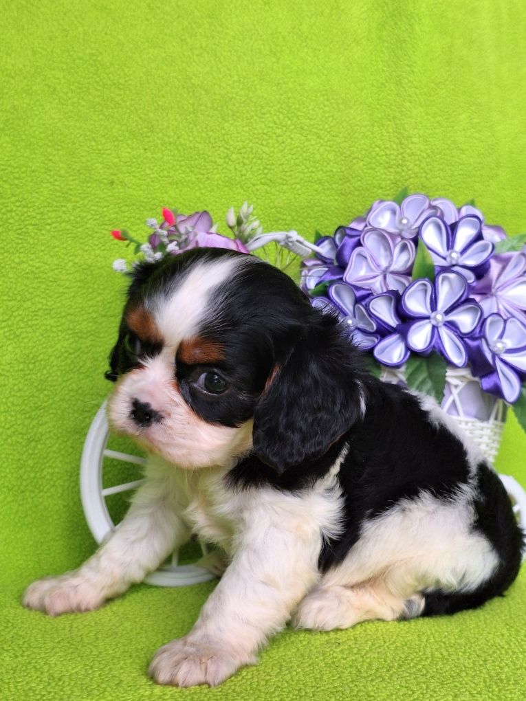 Cavalier King Charles spaniel suczka z rodowodem