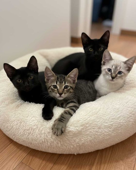 Setúbal / Margem Sul / Lisboa — Os "BEETLES", gatinhos para adoção