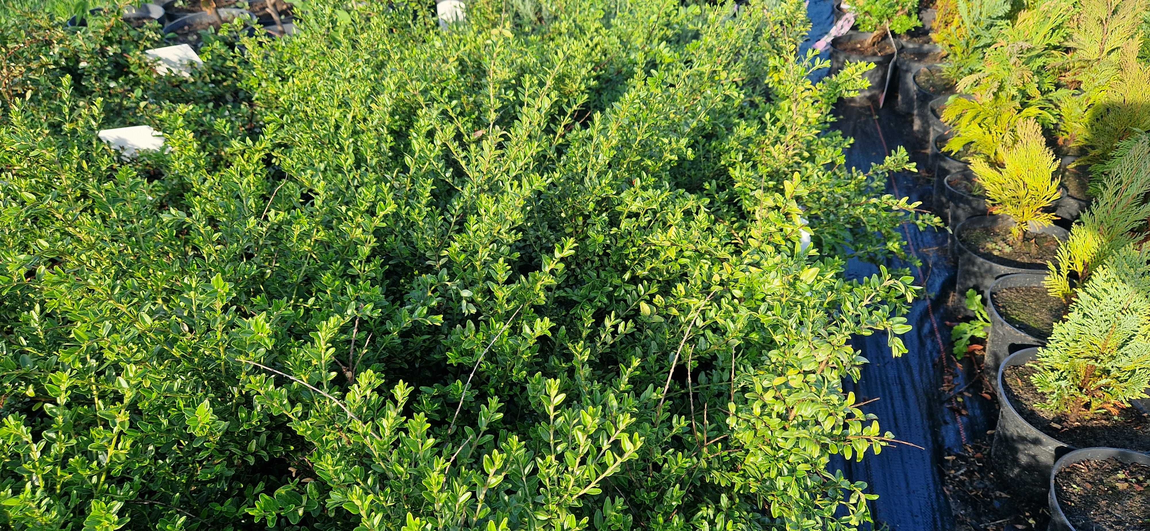 Suchodrzew chiński lonicera pileata doniczka 2l