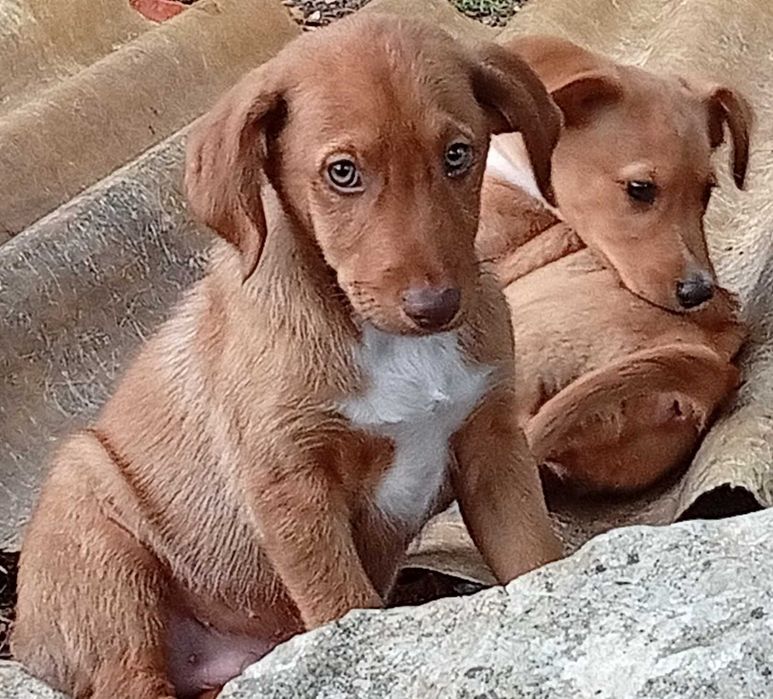 Cachorros para Adoção