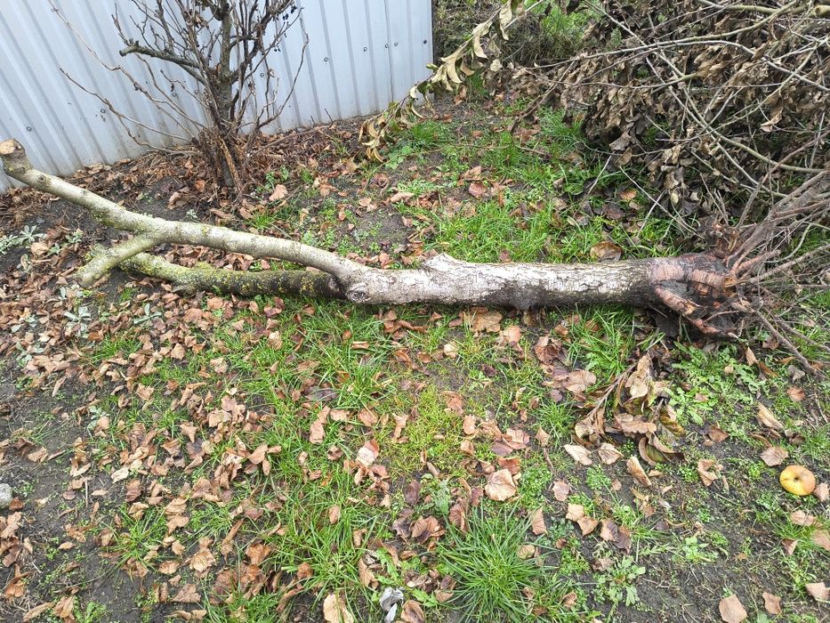 Oddam drzewo wiśnia i brzoskwinia