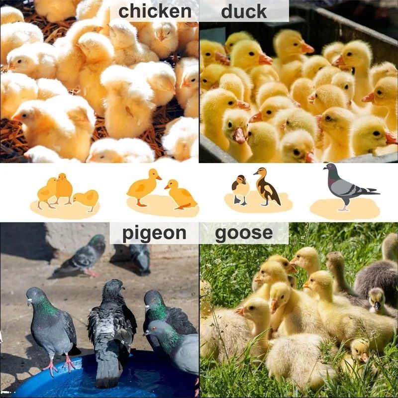 Aquecedor para aves