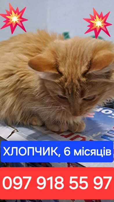 Чудове КОШЕНЯ у добрі руки