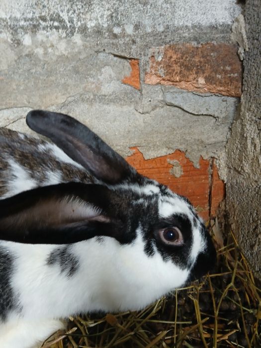 Vendo coelhos caseiros