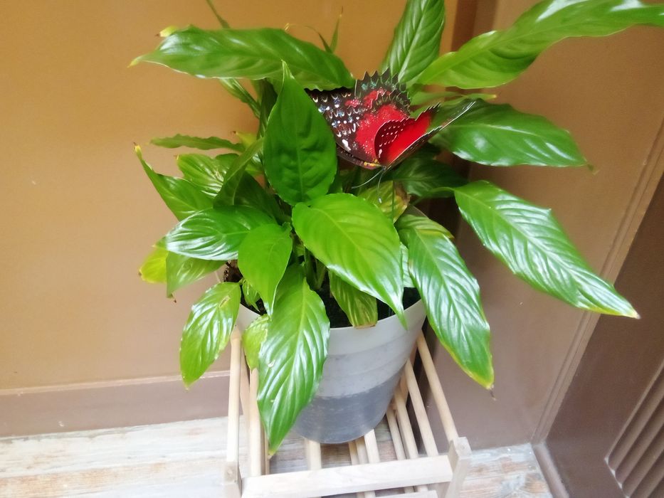 Planta natural,verde com flor branca