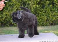 Bouvier des Flandres Owczarek Flandryjski FCI