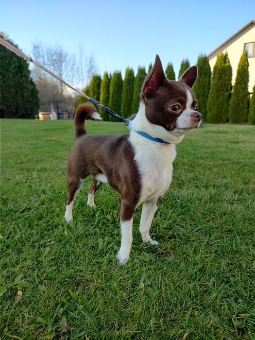 Reproduktor Chihuahua