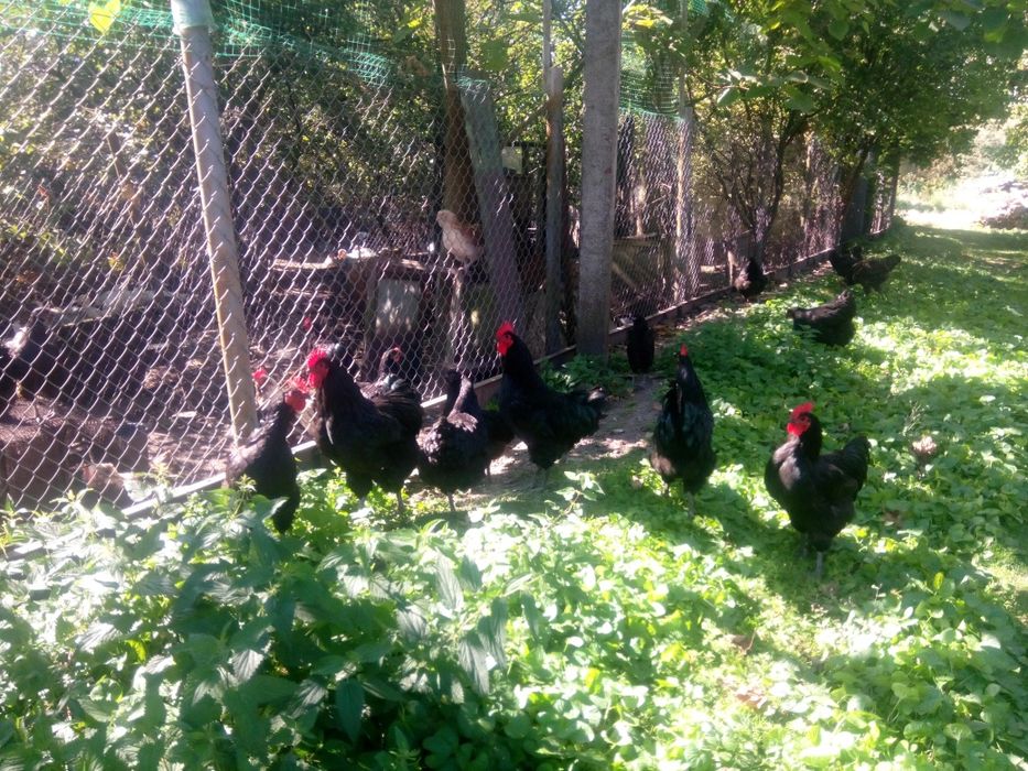 Півні джерсійський гігант