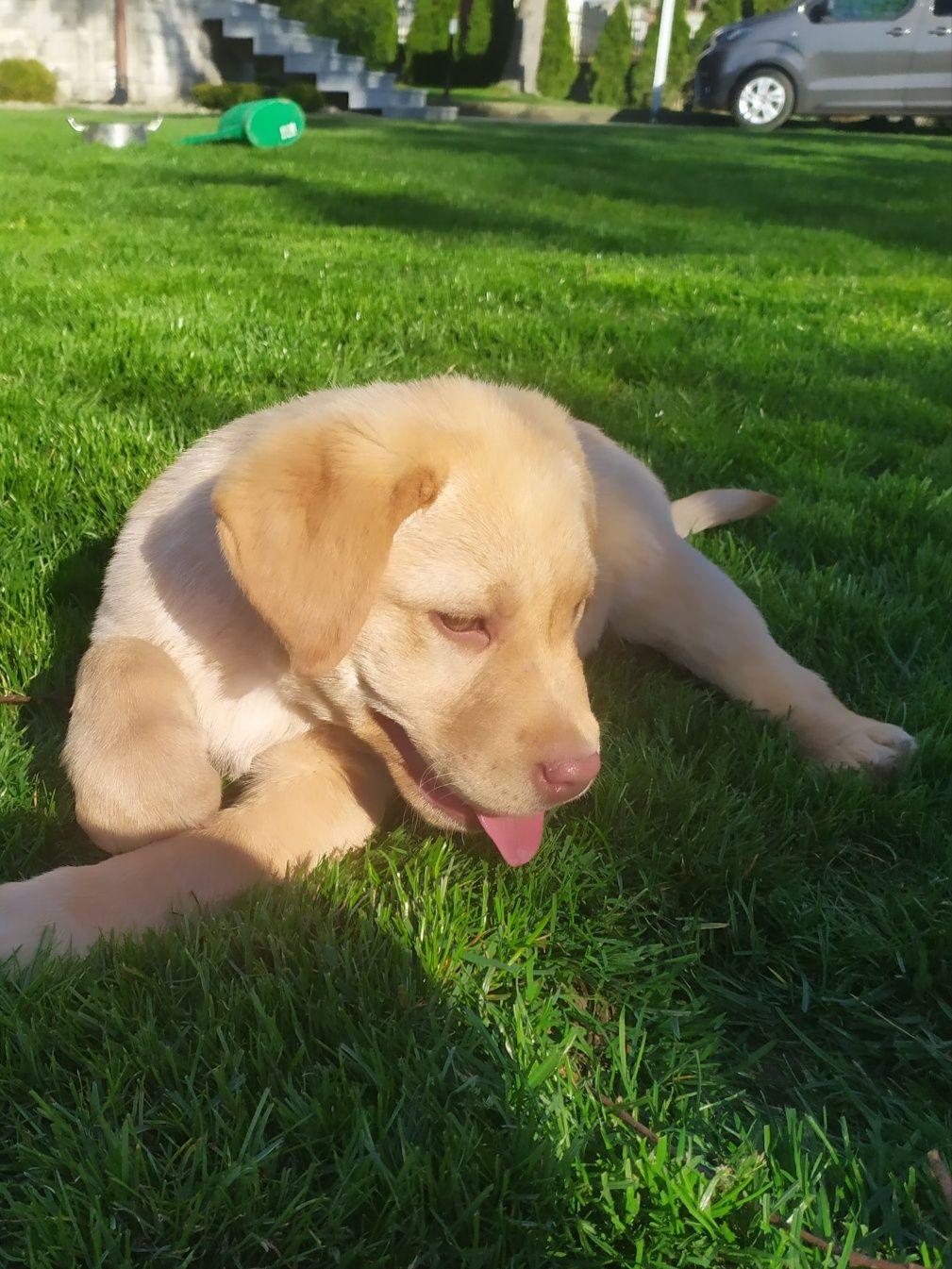 Labrador retriever