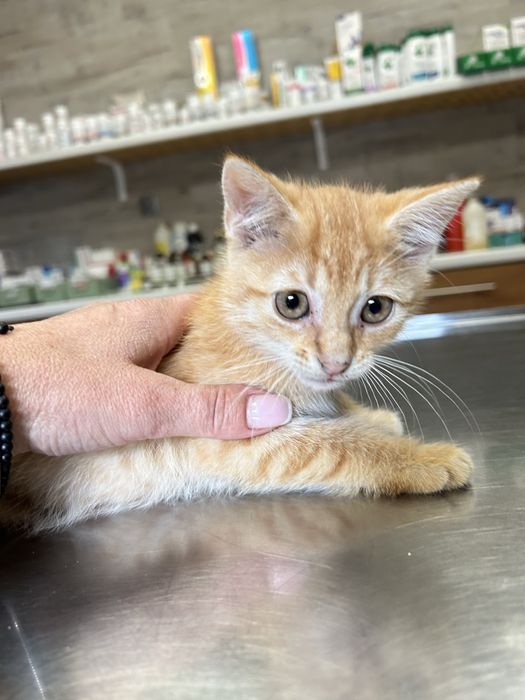 3 oswojone kocurki polecaja się do adoocji