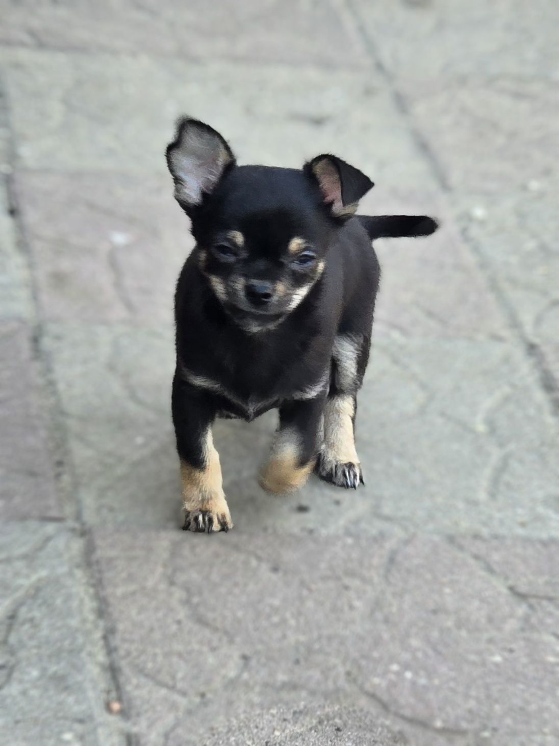 Chihuahua piesek
