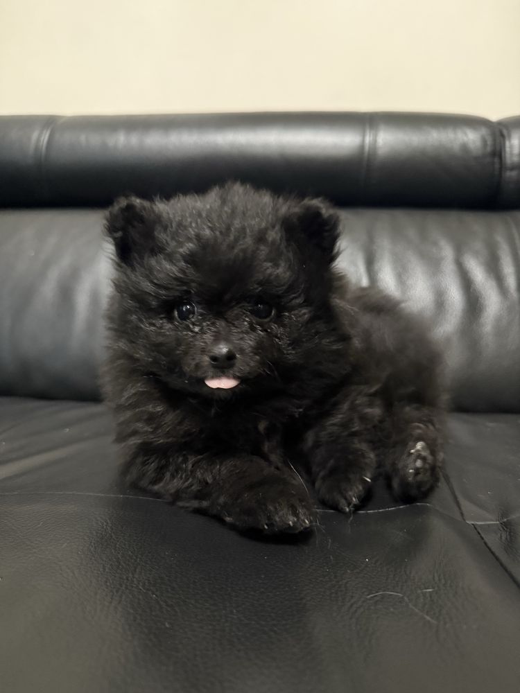 Szpic miniaturowy pomeranian suczka, samiec