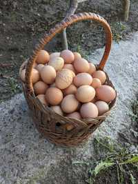 Продам домашні яйця  5 грн.шт.