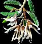 Мініатюрна орхідея Dendrobium cucumerinum