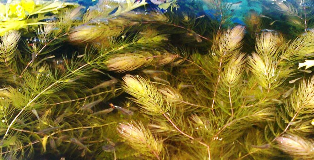 Roślina akwariowa - rogatek 10 gałązek