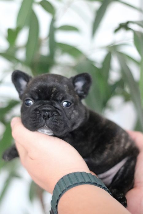 Buldog francuski ZKwP FCI