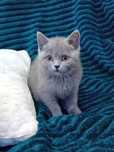 Gatinho Scottish Straight
