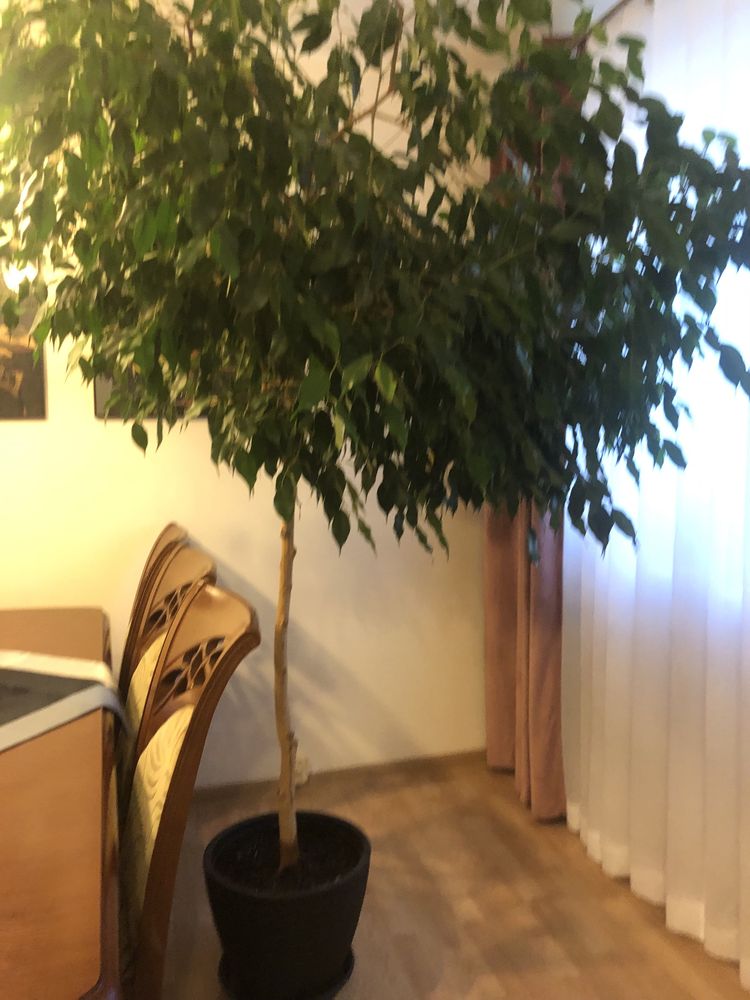 Kwiatek fikus beniaminek