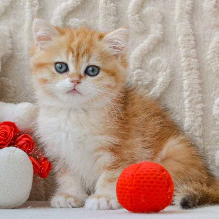 Розкішна красуня