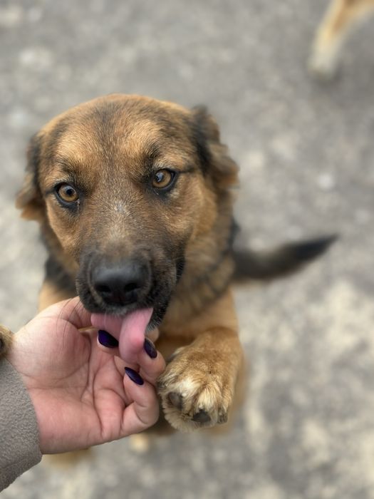 Piekna suczka do adopcji