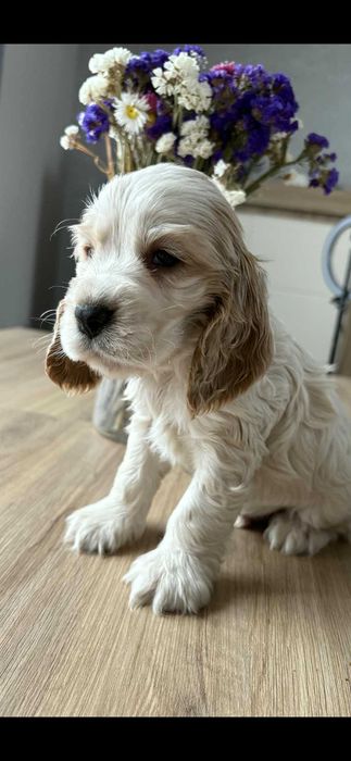 Piesek biało złoty cocker spaniel  angielski