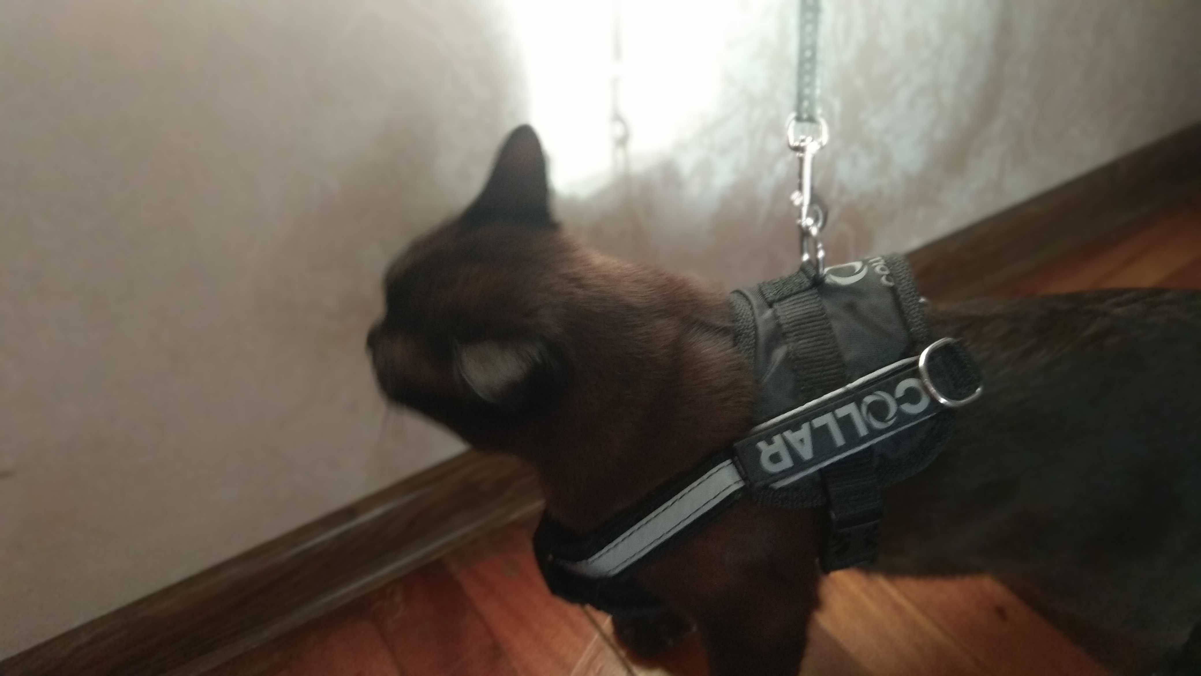 Шлейка Collar DogExtremе Police N2 40-50 см.