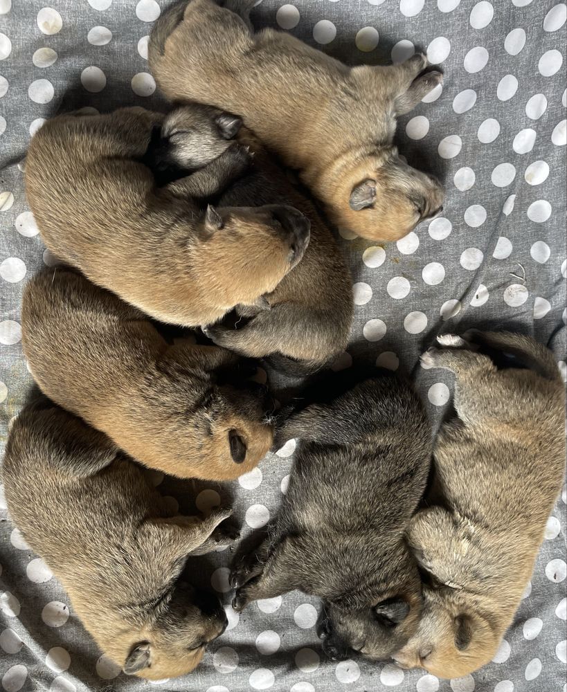 Szczeniaki za darmo do oddania adopcji - matka Akita Inu