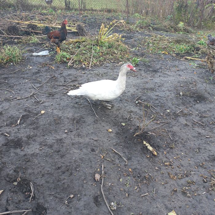 Пропоную вільних качурів важкої лінії. Є вільні 2 темносині, один Лава