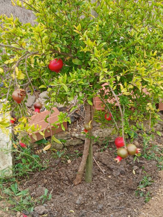 Terreno Rustico ideal para agricultura, árvores de fruta, poço de agua