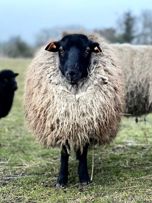 Owca na sprzedaż rasa mieszana