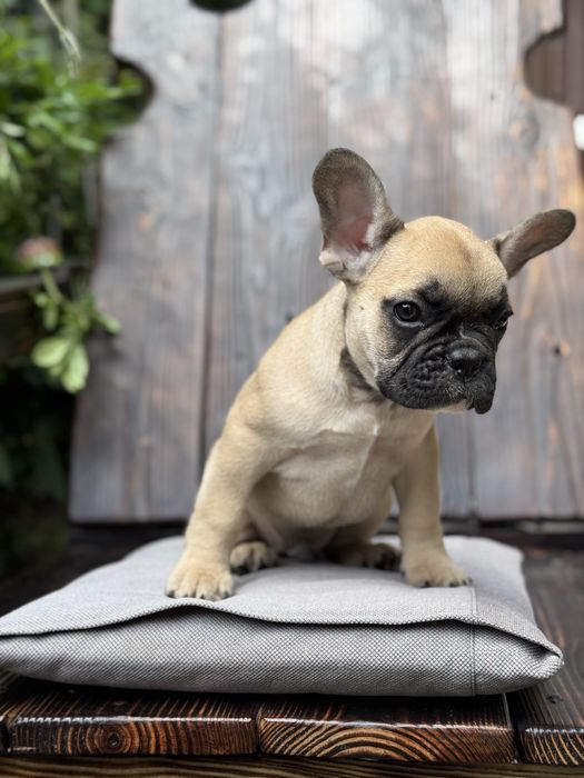 Милашка французкий бульдог