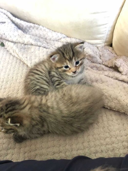 Котики мейн кун Бескоштовно Узин мейкун