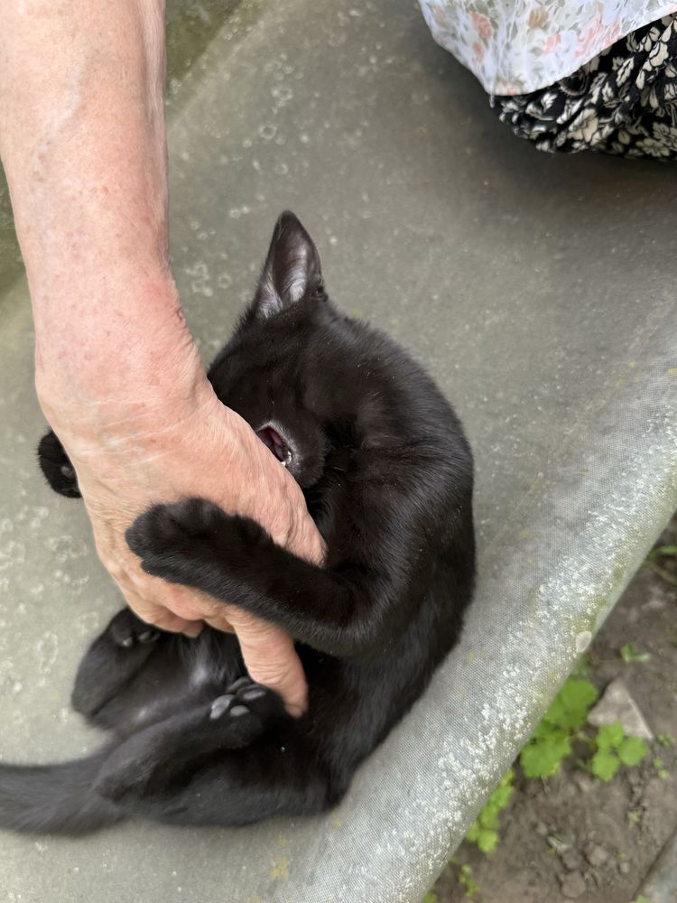 КотоФеї в турботливі  руки